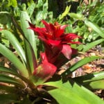 Guzmanija lingulata bromeliad