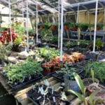 Heathcote propagated plants