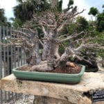 Bonsai Defoliation