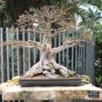 Bonsai Defoliation