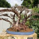 Defoliated Bonsai Tree