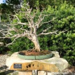 Defoliated Bonsai Tree