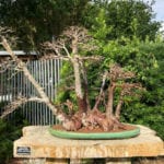 Defoliated Bonsai Tree