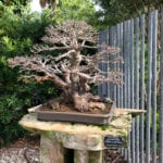 Defoliated Bonsai Tree