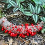 Anthurium Fruit in the rainforest. (FYI, it's toxic)