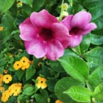 Allamanda