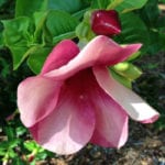 Chocolate Cherry Allamanda