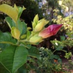 Allamanda bud