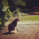 Heathcote Cat in the Afternoon Sun