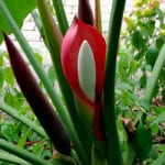 Philodendron Bloom Hiding like an Easter Egg