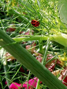 Ladybug at Heathcote