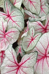 White Queen Caladium