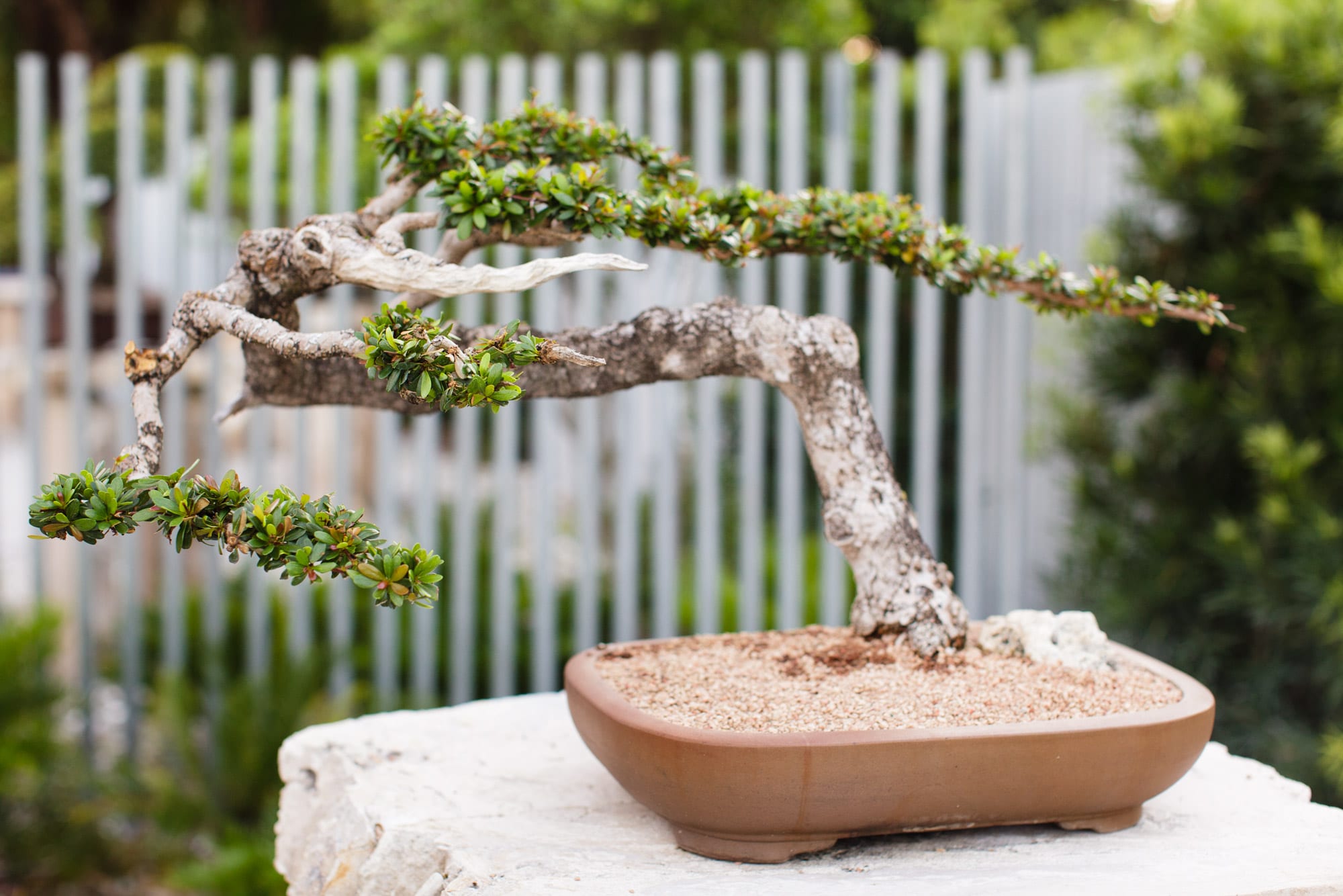 James J. Smith Bonsai Gallery - Heathcote Botanical Gardens