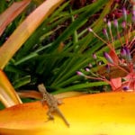 Gecko on a Bromeliad