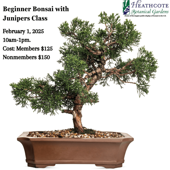 Beginner Bonsai with Junipers