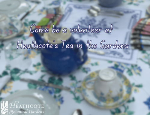 Volunteer at Heathcote’s Tea in the Garden’s