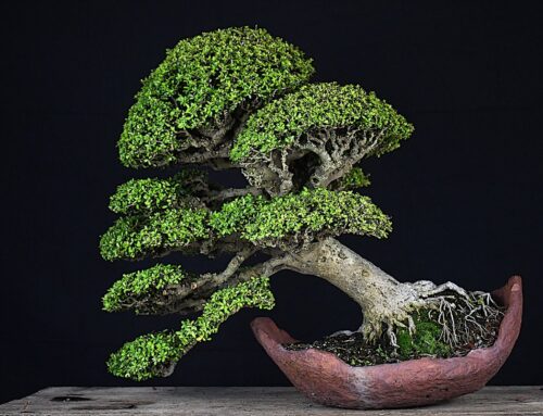 Heathcote Bonsai on Display at EPCOT’s International Flower & Garden Festival!