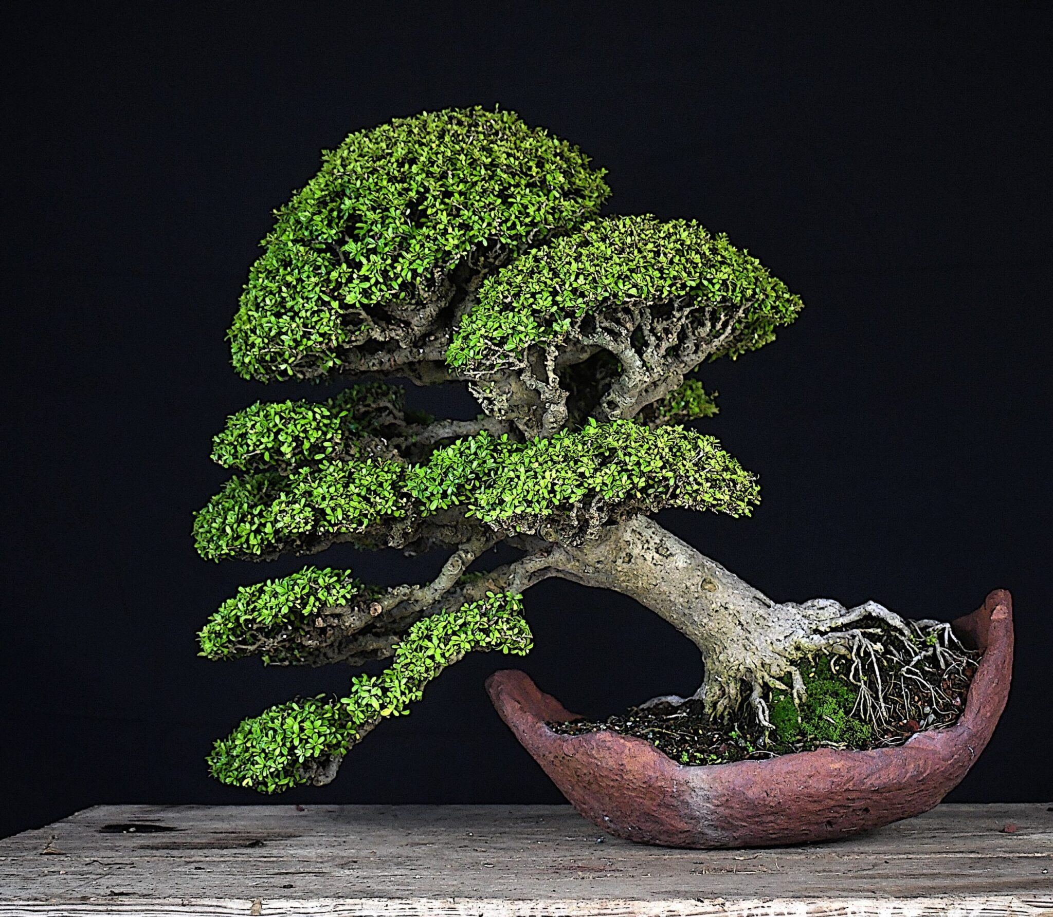 Neea-Buxifolia image of Bonsai