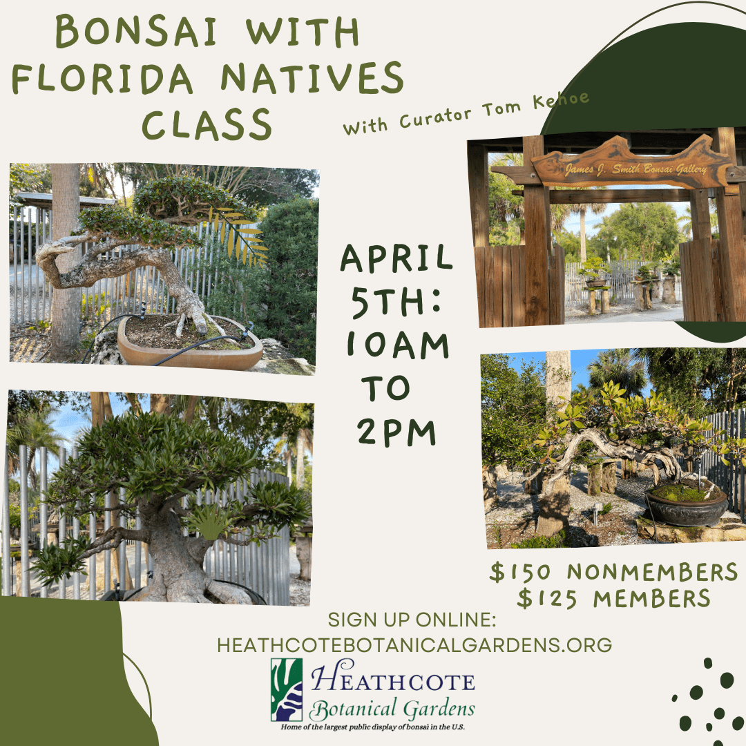 4 images of Bonsai trees for Bonsai with natives class