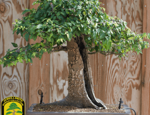 Discover Heathcote’s Bonsai