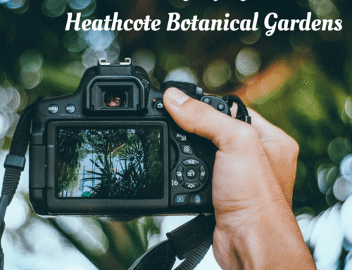Photography at Heathcote Botanical Gardens