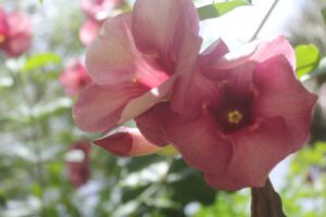 two beautiful pink flowers glistening in the sun