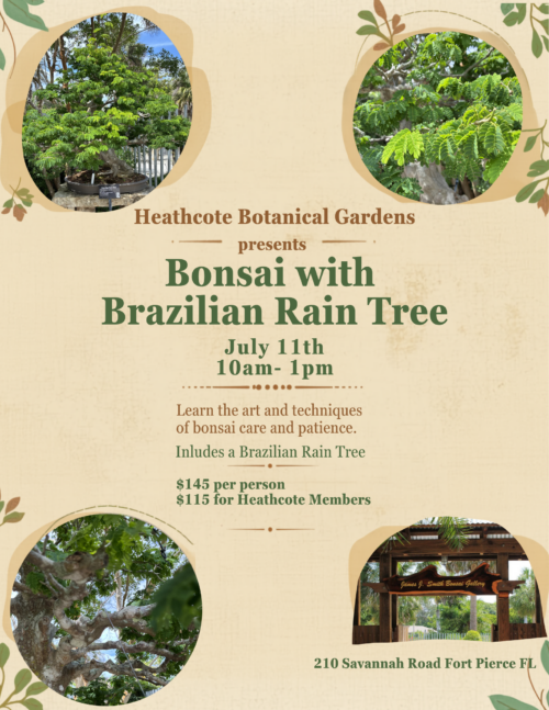 Bonsai with Brazilian rain Tree at Heathcote Botanical Gardens July 11 from 10am to 1 ppm at the home of the largest permanent public display of Bonsai trees in the United States. cost is $150. e images of Brazilian rain tree from Heathcote's collection as well as an image of hands trimming a bonsai.