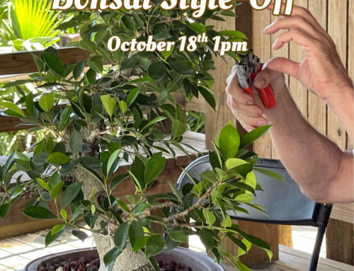 Heathcote’s Bonsai Style-Off Competition