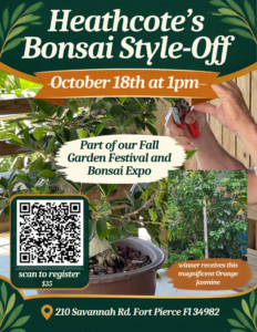 Heathcote's Bonsai Style off on October 18th at 1 pm at Heathcote botanical gardens home to the largest collection of bonsai trees on permanent display in the US image of bonsai being trimmed with the 2 year orange jasmine tree the winner receives,