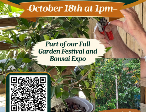 Heathcote’s Bonsai Style-Off Competition
