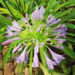 Agapanthus