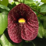 Dutchman's Pipe