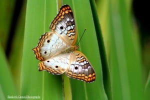 EC butterfly 5 (Mobile)