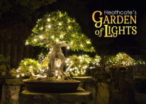 Garden of Lights Bonsai Gallery