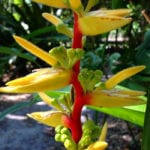 Heliconia