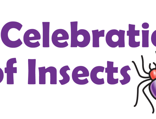 A Celebration of Insects