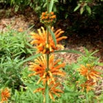 Lion's Ear