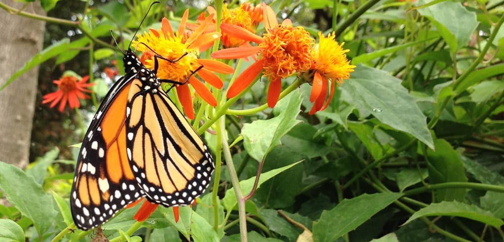 Monarch Butterfly