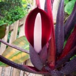 Philodendron Bloom