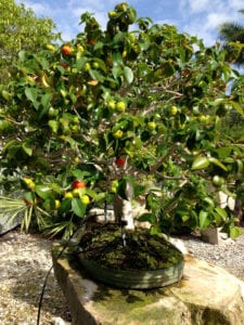 Surinam Cherry Bonsai Tree