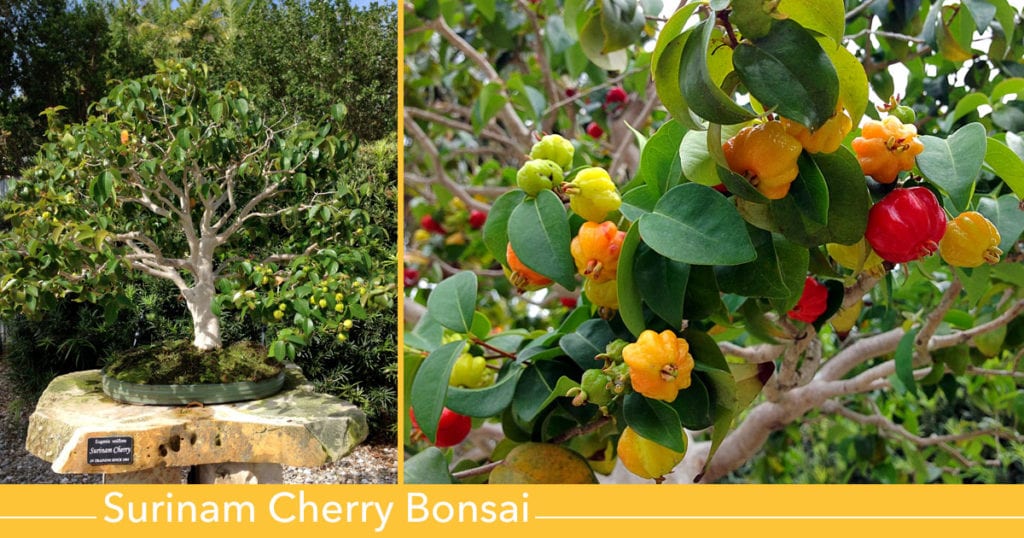 Surinam Cherry Bonsai Tree