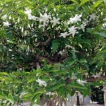 Water Jasmine bonsai tree