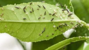 citrus psyllid