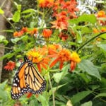 Monarch on Mexican Flame Vine