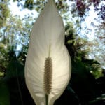 Peace Lily