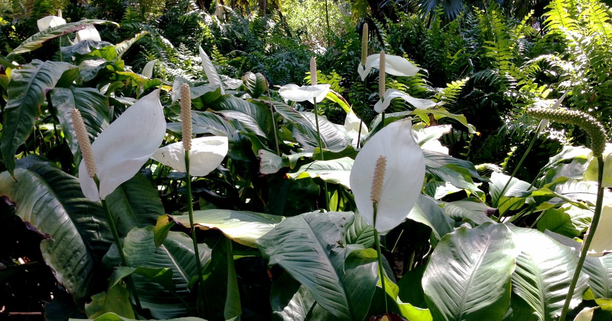 Peace Lily