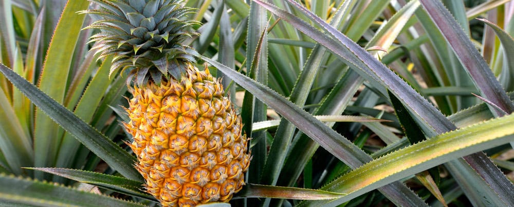 pineapple