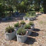 The New Research Garden