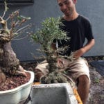 Repotting a bonsai