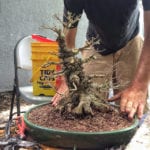 Repotting a bonsai